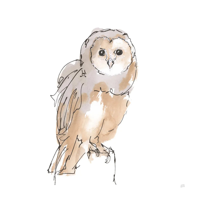 Barn Owl VIII by Chris Paschke. SKU 66202a. Archival Giclee Fine art print for wall decor.