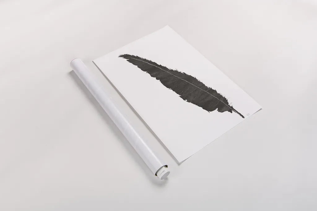 Black Feather VI by Chris Paschke. shown as a rolled paper print. Available as archival giclee rolled canvas, fine art paper, or poster print. SKU 28002h.