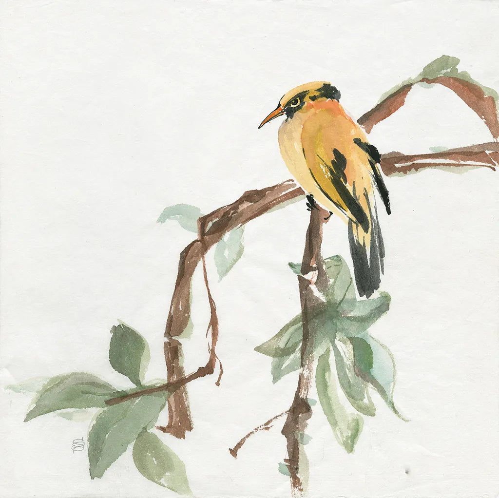 Black Napped Oriole by Chris Paschke. SKU 23936a. Archival Giclee Fine art print for wall decor.