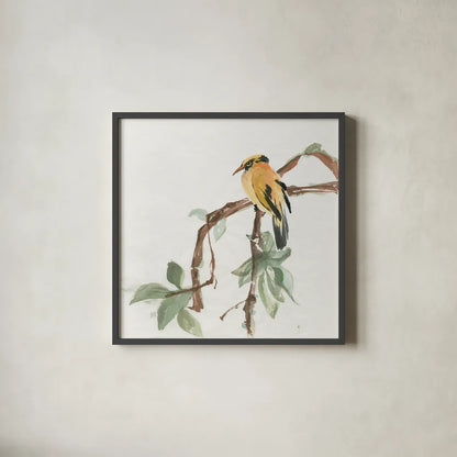 Black Napped Oriole by Chris Paschke. Shown in a sleek black glass frame for a contemporary gallery look. Available as an archival giclee rolled canvas, fine art paper, or poster print. SKU 23936a.