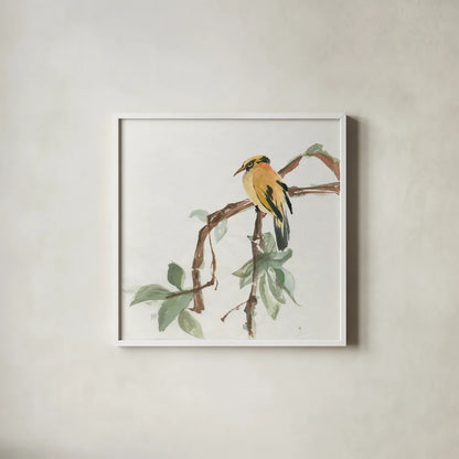 Black Napped Oriole by Chris Paschke. Shown in a crisp white glass frame for a clean and minimalist style. Available as an archival giclee rolled canvas, fine art paper, or poster print. SKU 23936a.