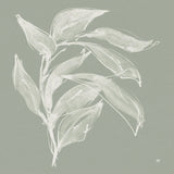 Branch I Sage by Chris Paschke. SKU 80483a. Archival Giclee Fine art print for wall decor.
