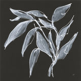 Branch II by Chris Paschke. SKU 73595a. Archival Giclee Fine art print for wall decor.