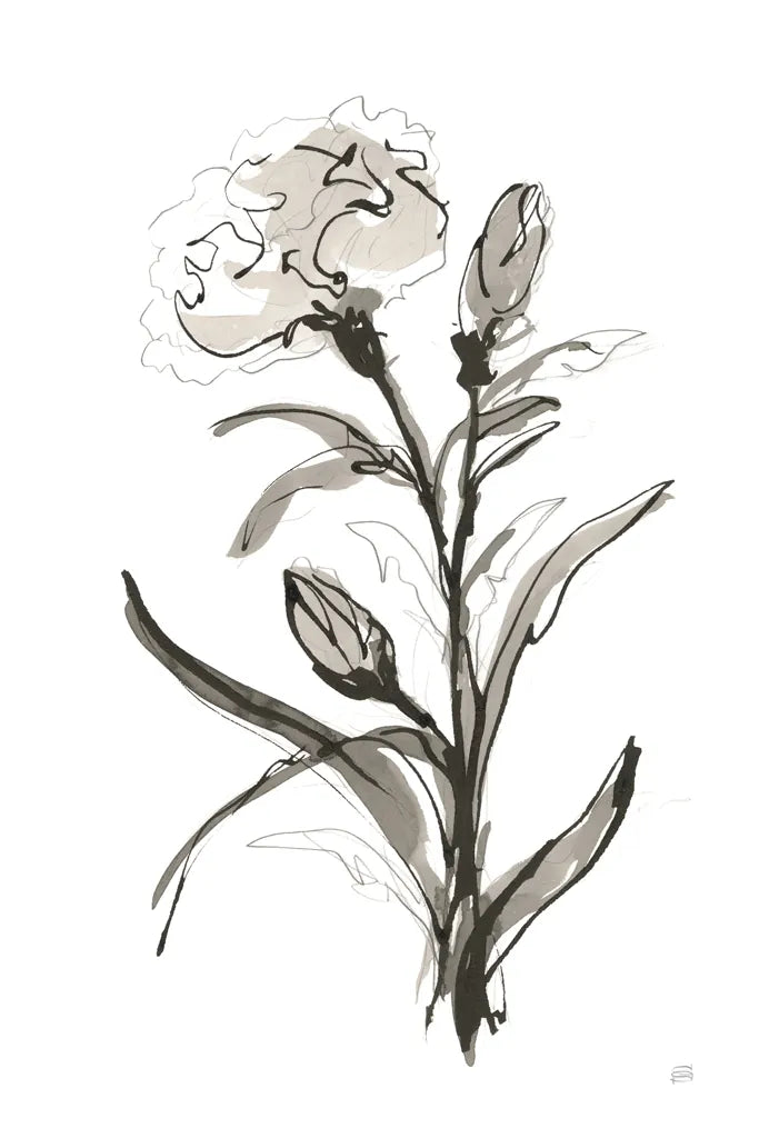 Carnation I by Chris Paschke. SKU 74370h. Archival Giclee Fine art print for wall decor.