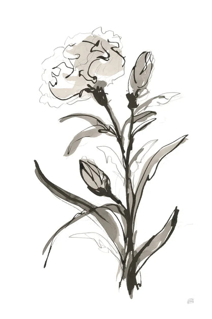 Carnation I by Chris Paschke. SKU 74370h. Archival Giclee Fine art print for wall decor.