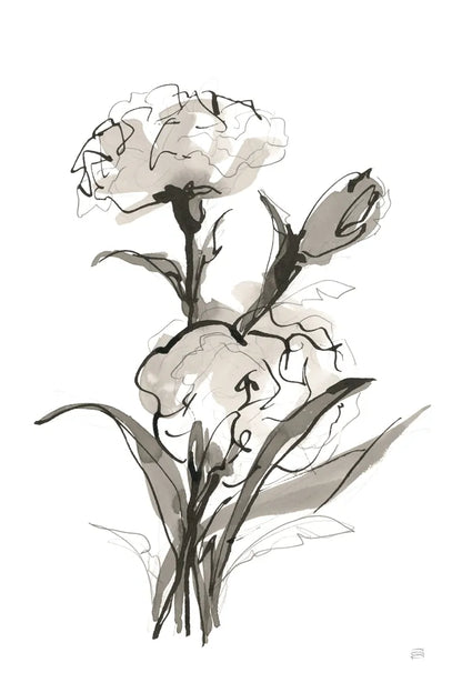 Carnation II by Chris Paschke. SKU 74371h. Archival Giclee Fine art print for wall decor.