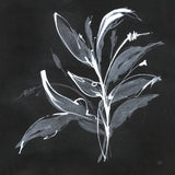 Chalkboard Branch I by Chris Paschke. SKU 73071a. Archival Giclee Fine art print for wall decor.