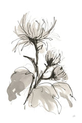 Chrysanthemum I by Chris Paschke. SKU 74364h. Archival Giclee Fine art print for wall decor.