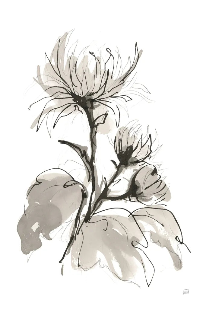 Chrysanthemum I by Chris Paschke. SKU 74364h. Archival Giclee Fine art print for wall decor.