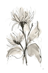 Chrysanthemum II by Chris Paschke. SKU 74365h. Archival Giclee Fine art print for wall decor.
