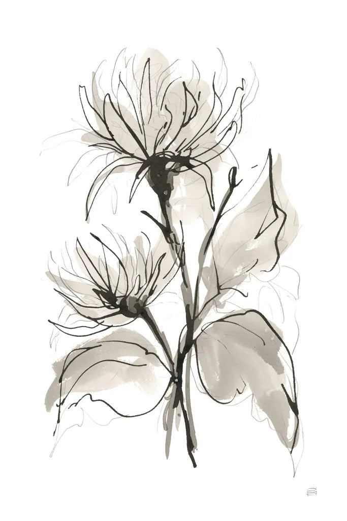 Chrysanthemum II by Chris Paschke. SKU 74365h. Archival Giclee Fine art print for wall decor.