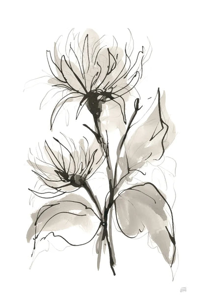 Chrysanthemum II by Chris Paschke. SKU 74365h. Archival Giclee Fine art print for wall decor.