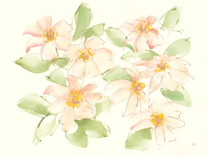 Creme Clematis by Chris Paschke