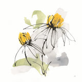 Crosby Cone Flower II by Chris Paschke. SKU 88087a. Archival Giclee Fine art print for wall decor.