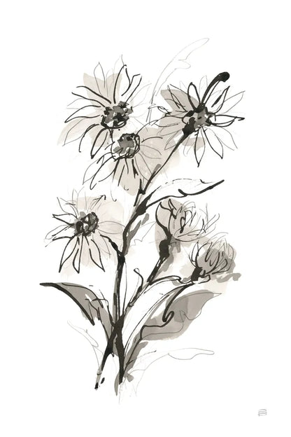 Daisy I by Chris Paschke. SKU 74372h. Archival Giclee Fine art print for wall decor.