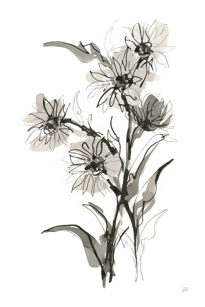 Daisy II by Chris Paschke. SKU 74373h. Archival Giclee Fine art print for wall decor.