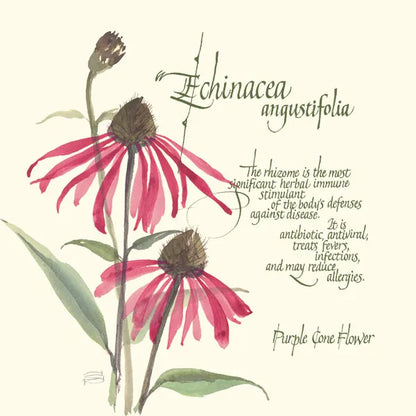 Echinacea by Chris Paschke. SKU 1448a. Archival Giclee Fine art print for wall decor.