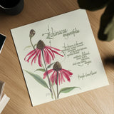 Echinacea by Chris Paschke. Shown as a detailed flat fine art print, highlighting archival giclee quality. Available as an archival giclee rolled canvas, fine art paper, or poster print. SKU 1448a.
