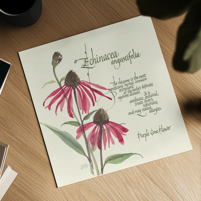 Echinacea by Chris Paschke. Shown as a detailed flat fine art print, highlighting archival giclee quality. Available as an archival giclee rolled canvas, fine art paper, or poster print. SKU 1448a.