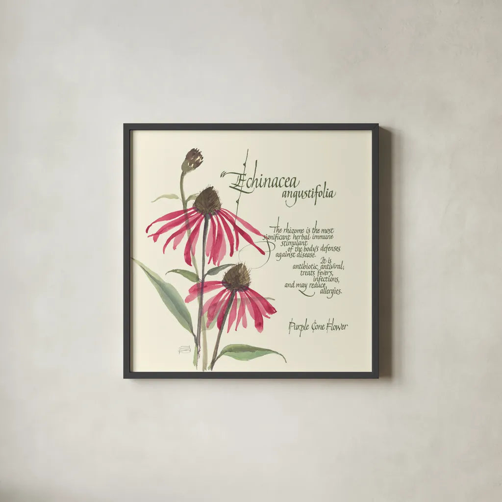 Echinacea by Chris Paschke. Shown in a sleek black glass frame for a contemporary gallery look. Available as an archival giclee rolled canvas, fine art paper, or poster print. SKU 1448a.