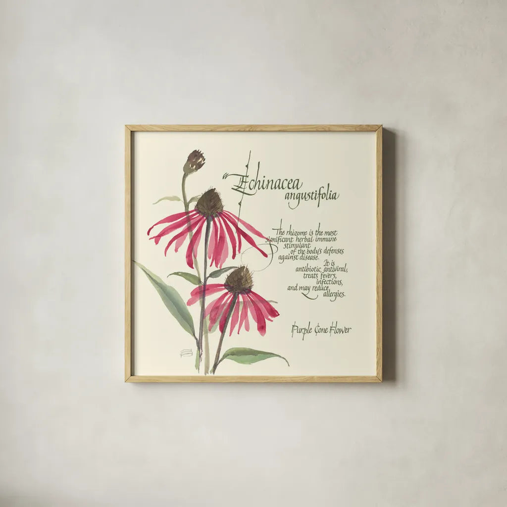 Echinacea by Chris Paschke. Shown in a natural wood glass frame for a timeless modern aesthetic. Available as an archival giclee rolled canvas, fine art paper, or poster print. SKU 1448a.