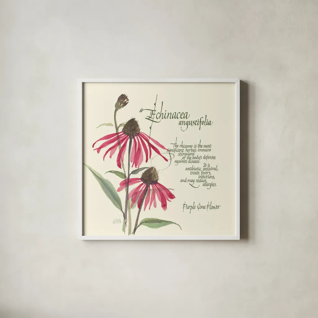 Echinacea by Chris Paschke. Shown in a crisp white glass frame for a clean and minimalist style. Available as an archival giclee rolled canvas, fine art paper, or poster print. SKU 1448a.