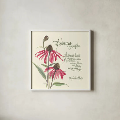 Echinacea by Chris Paschke. Shown in a crisp white glass frame for a clean and minimalist style. Available as an archival giclee rolled canvas, fine art paper, or poster print. SKU 1448a.
