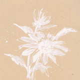 Echinacea II by Chris Paschke. SKU 66769a. Archival Giclee Fine art print for wall decor.