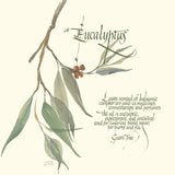 Eucalyptus by Chris Paschke. SKU 1445a. Archival Giclee Fine art print for wall decor.