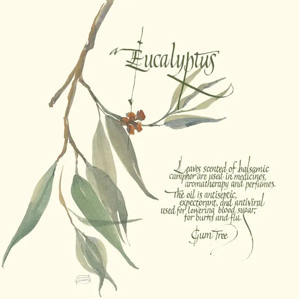 Eucalyptus by Chris Paschke. SKU 1445a. Archival Giclee Fine art print for wall decor.