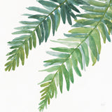 Ferns I Square by Chris Paschke. SKU 24943a. Archival Giclee Fine art print for wall decor.