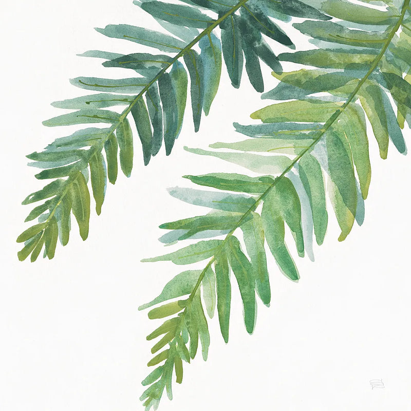 Ferns I Square by Chris Paschke. SKU 24943a. Archival Giclee Fine art print for wall decor.