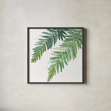 Ferns I Square by Chris Paschke. Shown in a sleek black glass frame for a contemporary gallery look. Available as an archival giclee rolled canvas, fine art paper, or poster print. SKU 24943a.