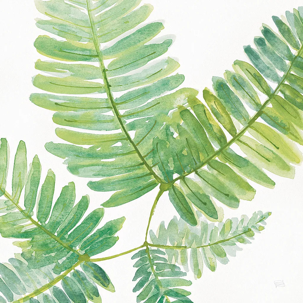 Ferns II Square by Chris Paschke. SKU 24944a. Archival Giclee Fine art print for wall decor.