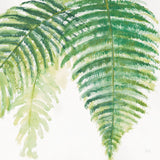 Ferns III Square by Chris Paschke. SKU 24945a. Archival Giclee Fine art print for wall decor.