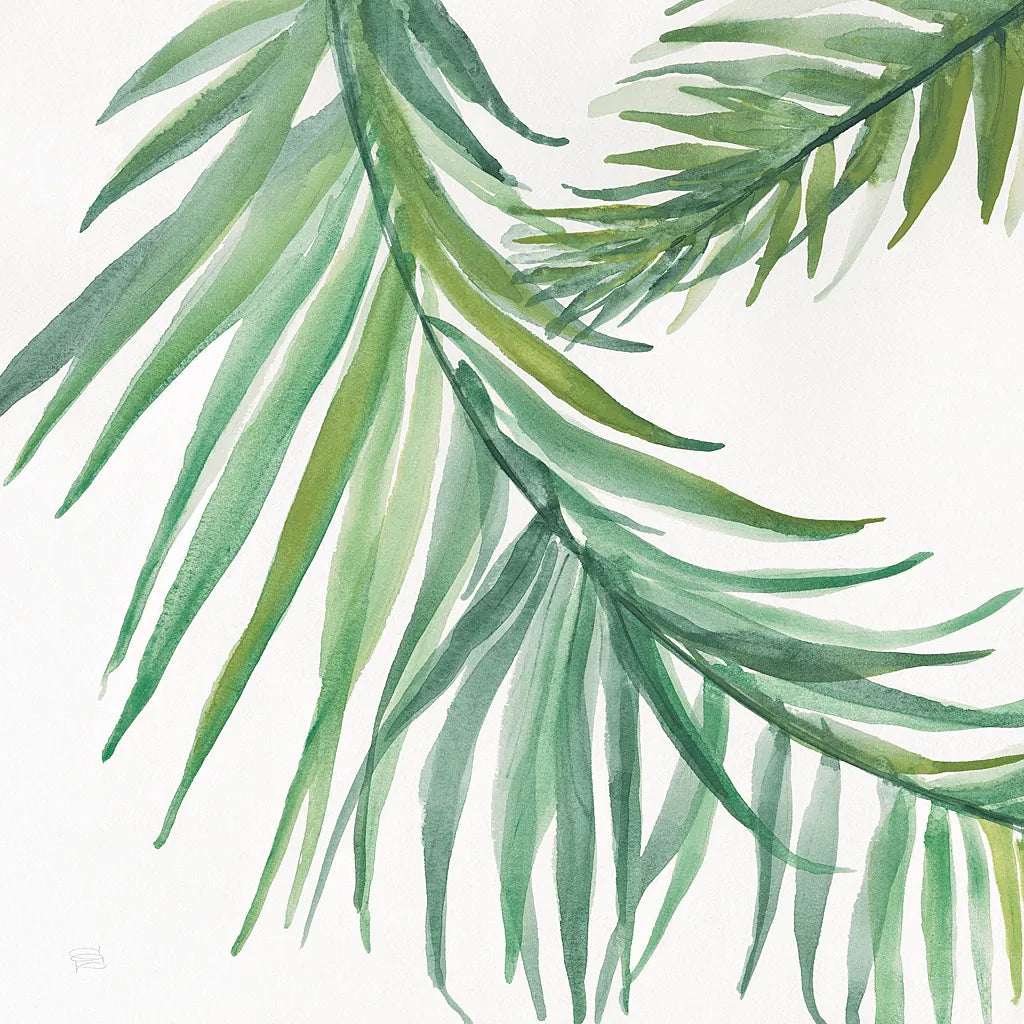 Ferns IV Square by Chris Paschke. SKU 24946a. Archival Giclee Fine art print for wall decor.