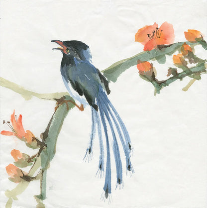 Formosan Blue Magpie by Chris Paschke. SKU 23939a. Archival Giclee Fine art print for wall decor.