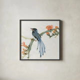 Formosan Blue Magpie by Chris Paschke. Shown in a sleek black glass frame for a contemporary gallery look. Available as an archival giclee rolled canvas, fine art paper, or poster print. SKU 23939a.