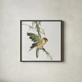 Formosan Firecrest by Chris Paschke. Shown in a sleek black glass frame for a contemporary gallery look. Available as an archival giclee rolled canvas, fine art paper, or poster print. SKU 23940a.