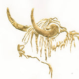 Gilded Highlander III by Chris Paschke. SKU 53317a. Archival Giclee Fine art print for wall decor.