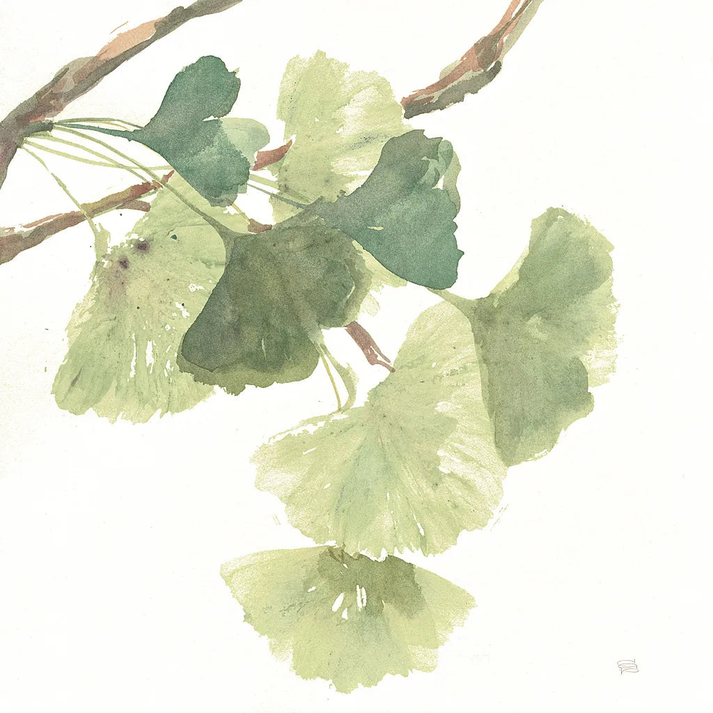 Gingko Leaves I on White by Chris Paschke. SKU 30858a. Archival Giclee Fine art print for wall decor.