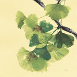 Gingko Leaves II Dark by Chris Paschke. SKU 31587a. Archival Giclee Fine art print for wall decor.