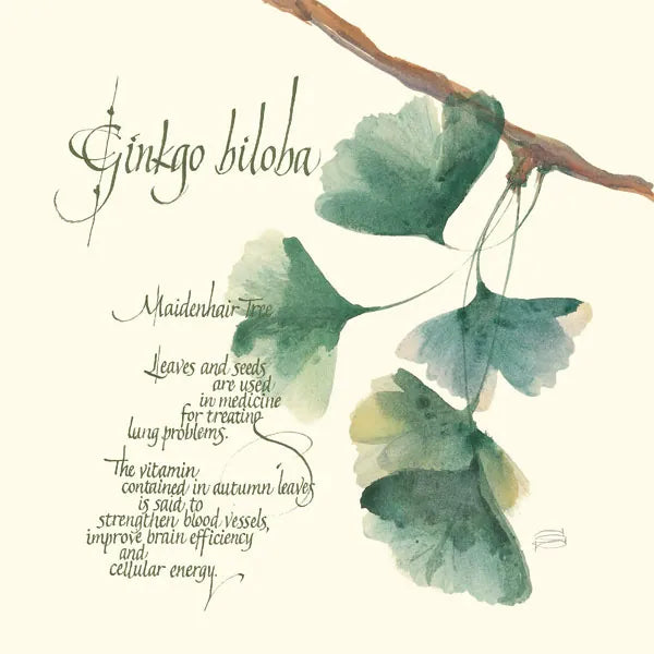 Ginko Biloba by Chris Paschke. SKU 1447a. Archival Giclee Fine art print for wall decor.