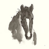 Horse Portrait III by Chris Paschke. SKU 62500a. Archival Giclee Fine art print for wall decor.