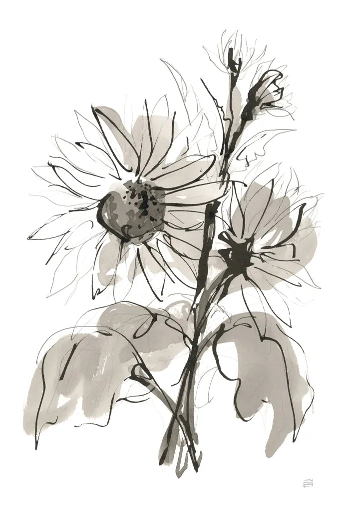 Ink Sunflower I by Chris Paschke. SKU 74362h. Archival Giclee Fine art print for wall decor.