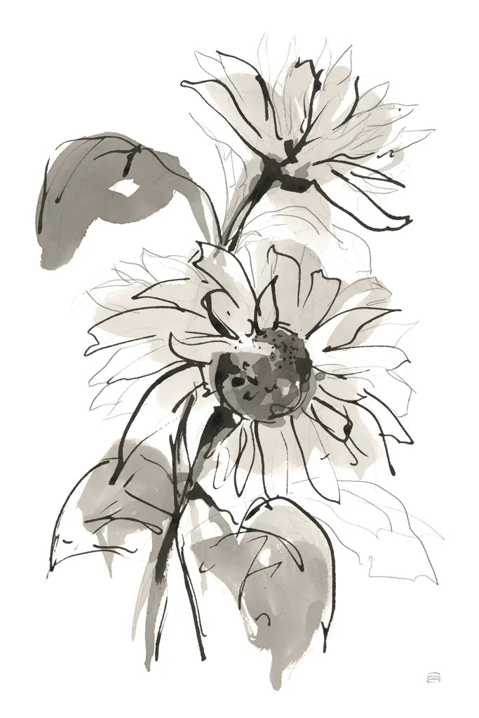 Ink Sunflower II by Chris Paschke. SKU 74363h. Archival Giclee Fine art print for wall decor.