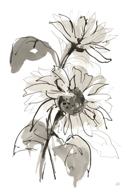 Ink Sunflower II by Chris Paschke. SKU 74363h. Archival Giclee Fine art print for wall decor.