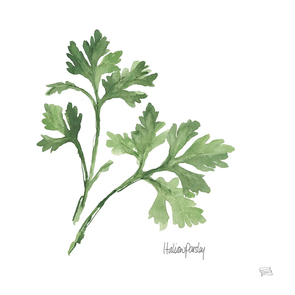 Italian Parsley v2 by Chris Paschke. SKU 28466a. Archival Giclee Fine art print for wall decor.