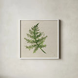 Kozo Fern I by Chris Paschke. Shown in a crisp white glass frame for a clean and minimalist style. Available as an archival giclee rolled canvas, fine art paper, or poster print. SKU 95414a.