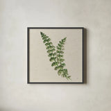 Kozo Fern III by Chris Paschke. Shown in a sleek black glass frame for a contemporary gallery look. Available as an archival giclee rolled canvas, fine art paper, or poster print. SKU 95416a.